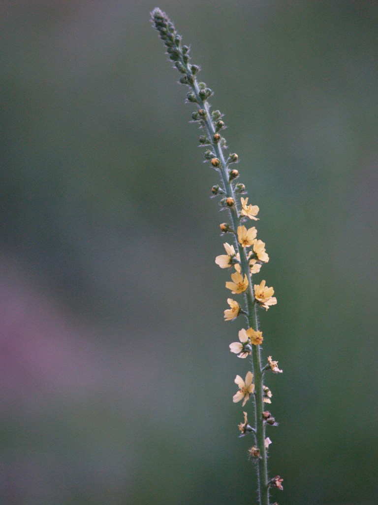 Prime Foto, un fiore
