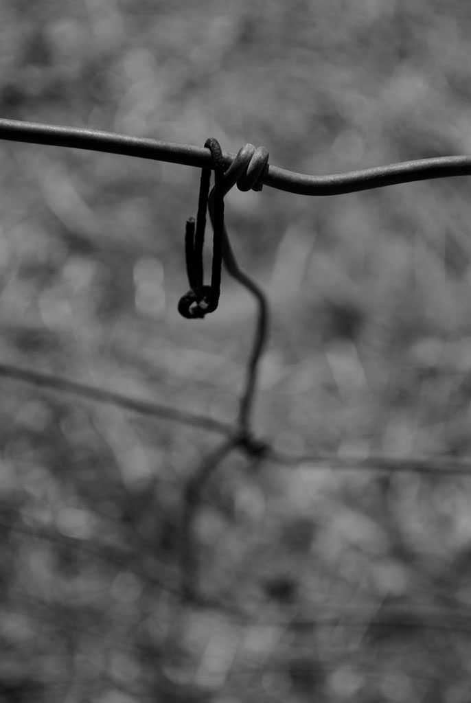 Voglio odorare il sapore celeste del ferro