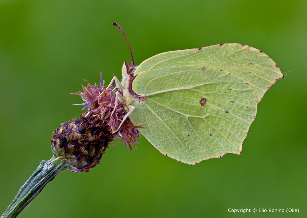 Cedronella (Gonepteryx rhamni)