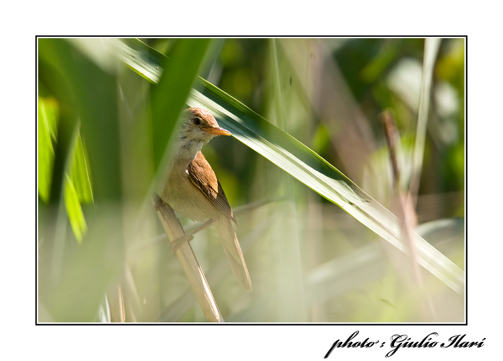 Canapino tra le canne