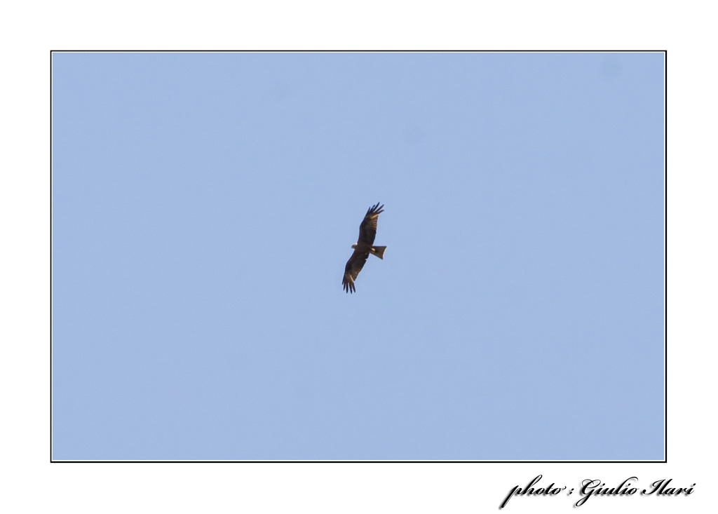 Nibbio bruno