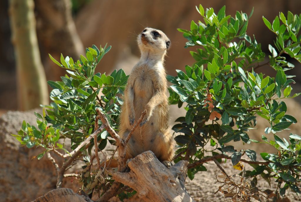 Suricate,forse Timon