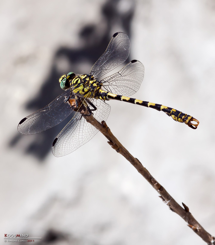 Huston, pronti al decollo