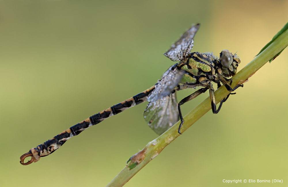 Onychogomphus forcipatus