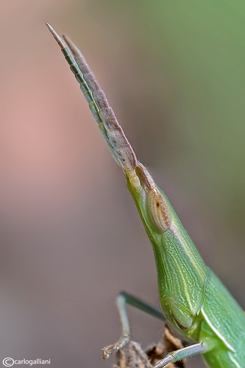 Ritratto all'acrida hungarica