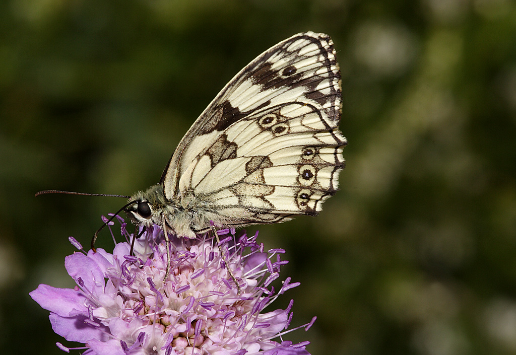 melanargia occitanica