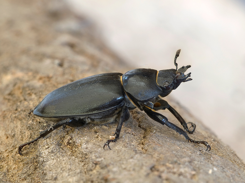 cervo volante femmina 2