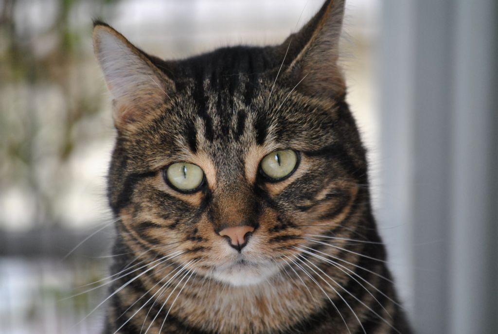 Linus-il mio gattone-