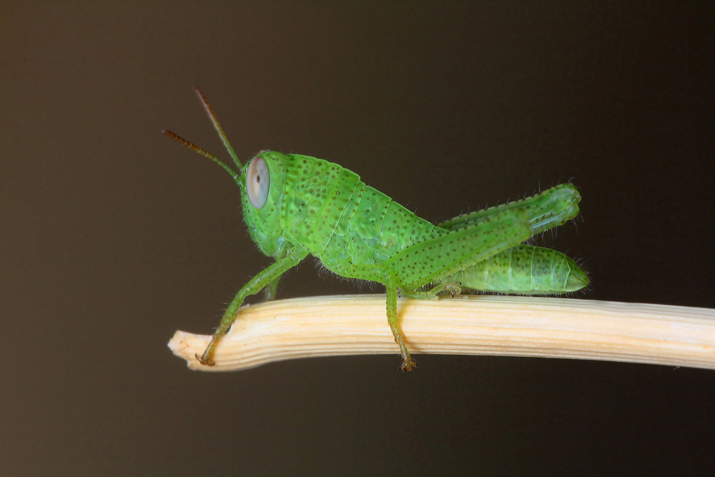 ...Sta Crescendo...!!!