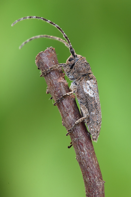 Niphona picticornis (Mulsant, 1839) - Cerambycidae