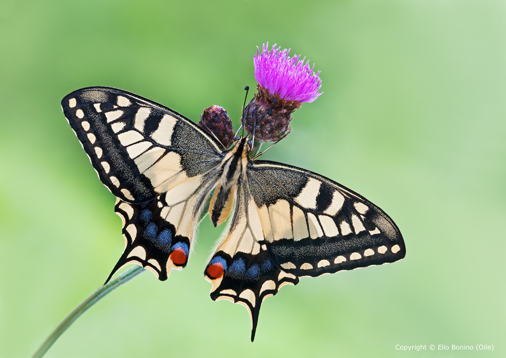 Macaone (Papilio machaon)