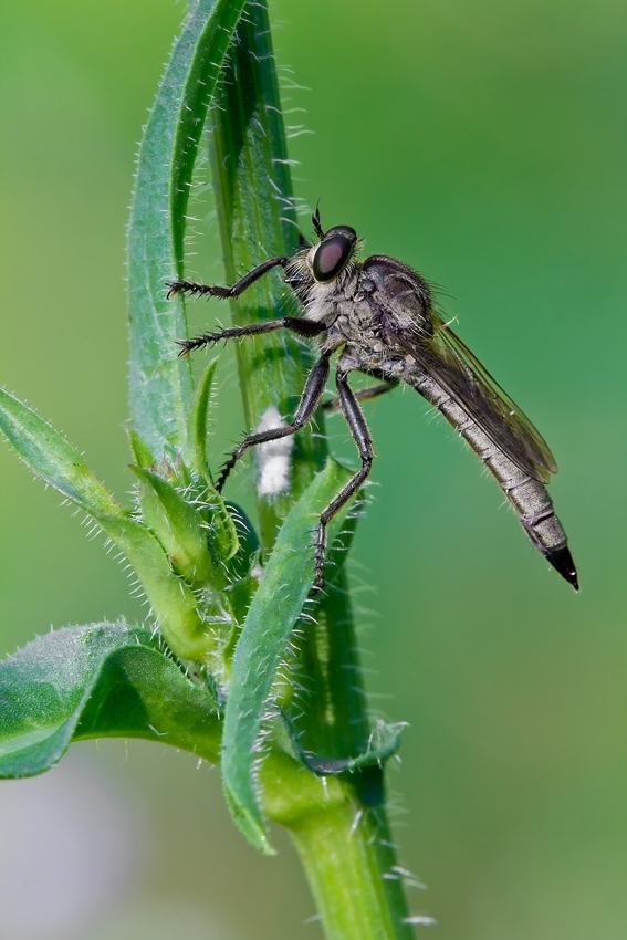 Asilidae