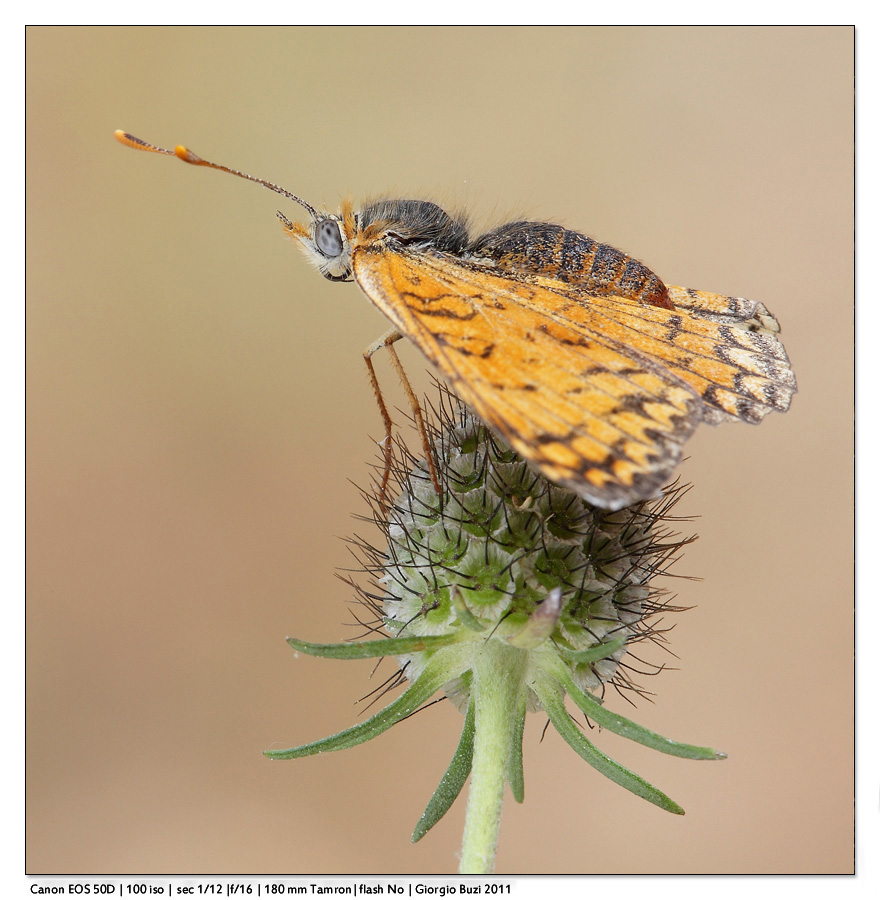 Punto di vista diverso...