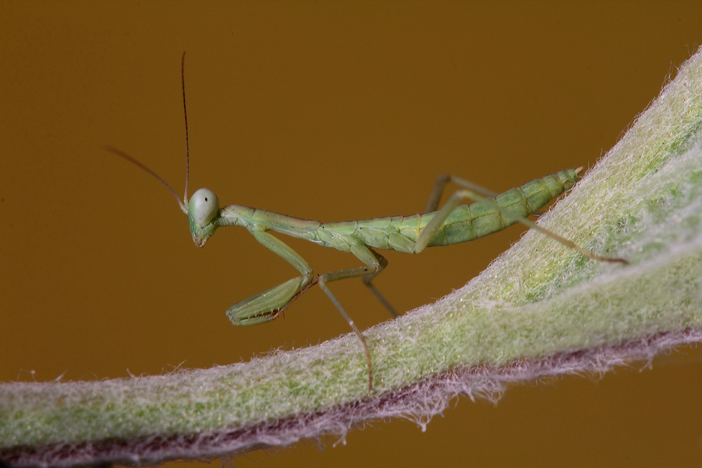 ...Piccola Mantide Cresce...!!!
