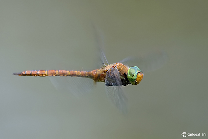 Aeshna isosceles in volo