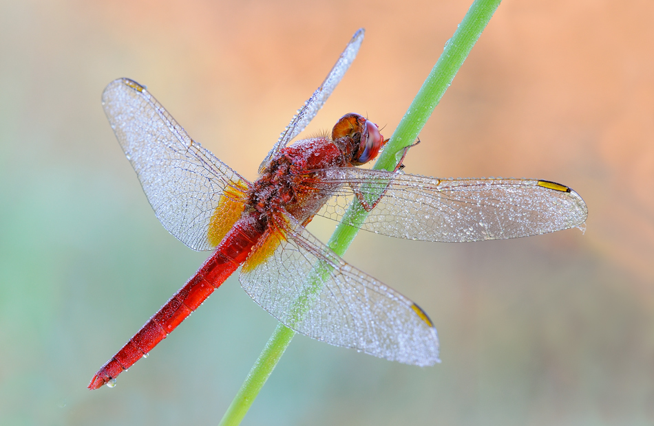 Crocothemis erythraea