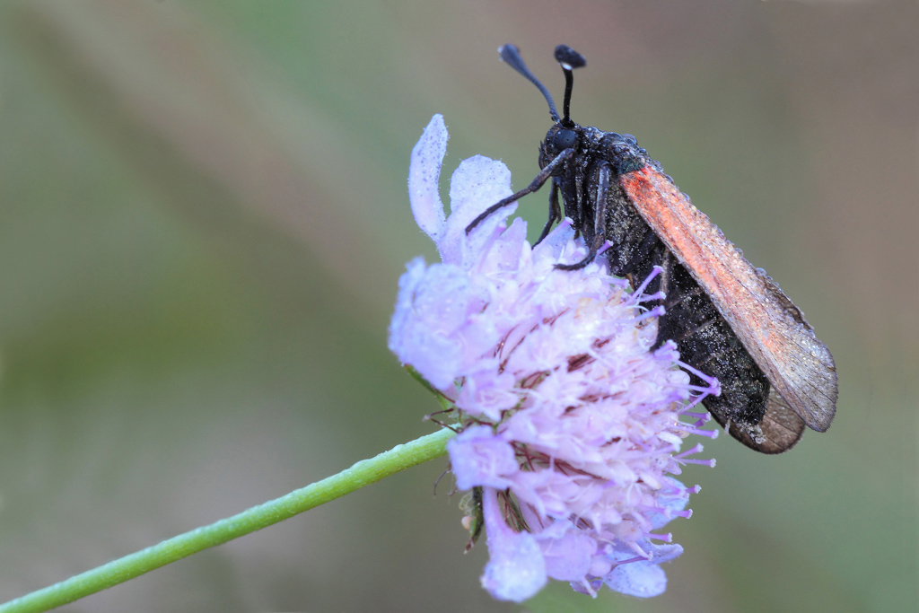 ...Rugiada e Polline...!!!