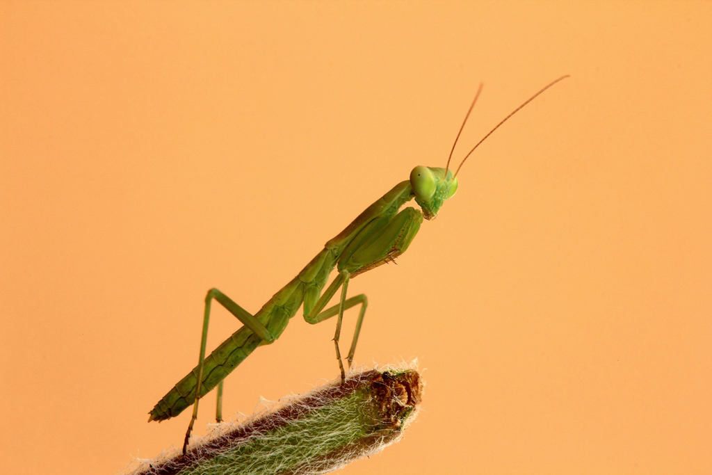 ...Una Delle Piccole...!!!