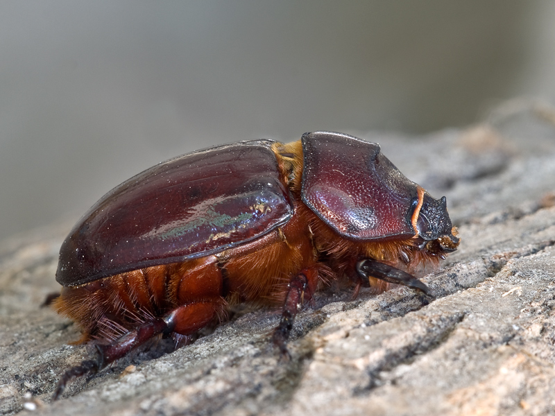 scarabeo rinoceronte...femmina