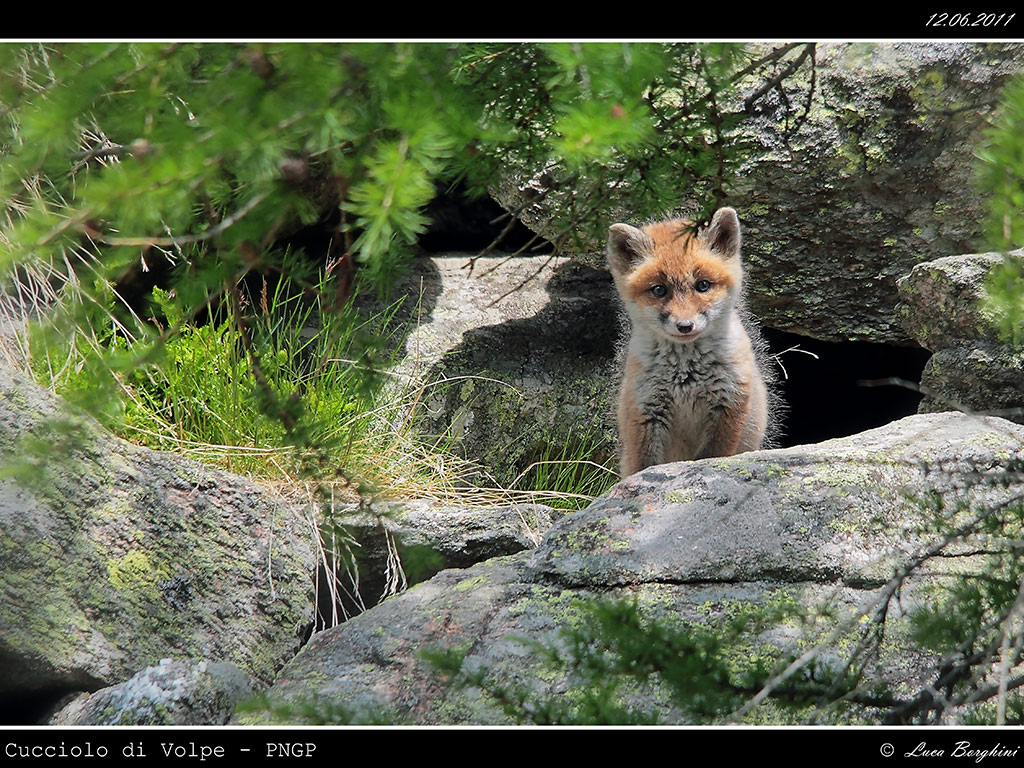 Volpe # 5 - cucciolo