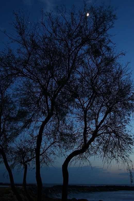 ..ti scovo tra i rami..