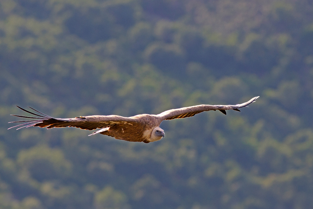 Grifone in volo in un raggio di sole