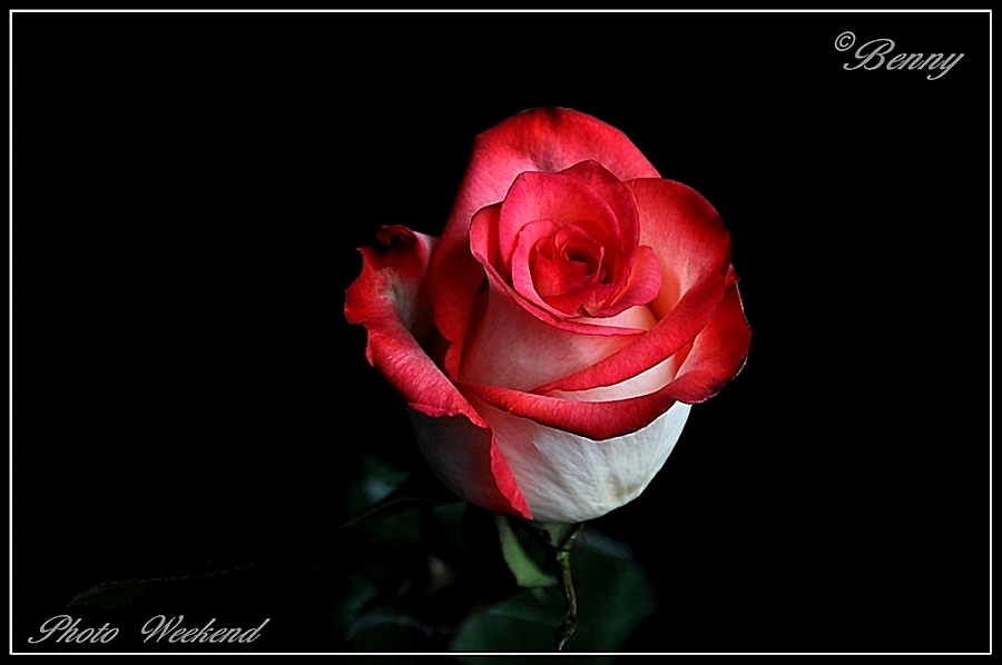 The Queen of Flowers