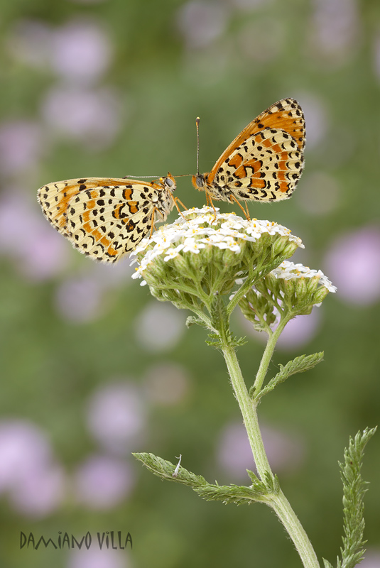 Due cuori e un'Achillea