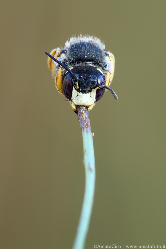 Anthidiellum strigatum s.l. - Megachilidae  vista frontale