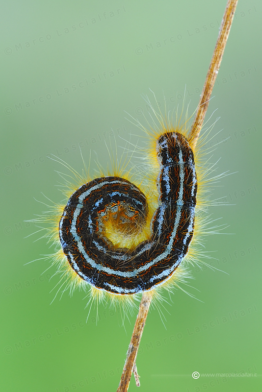 Malacosoma neustria