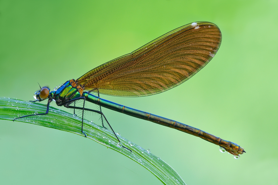 Calopteryx virgo