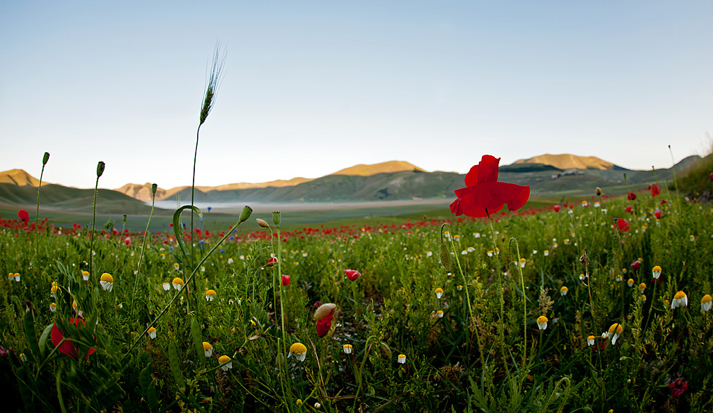 tra papaveri e margherite