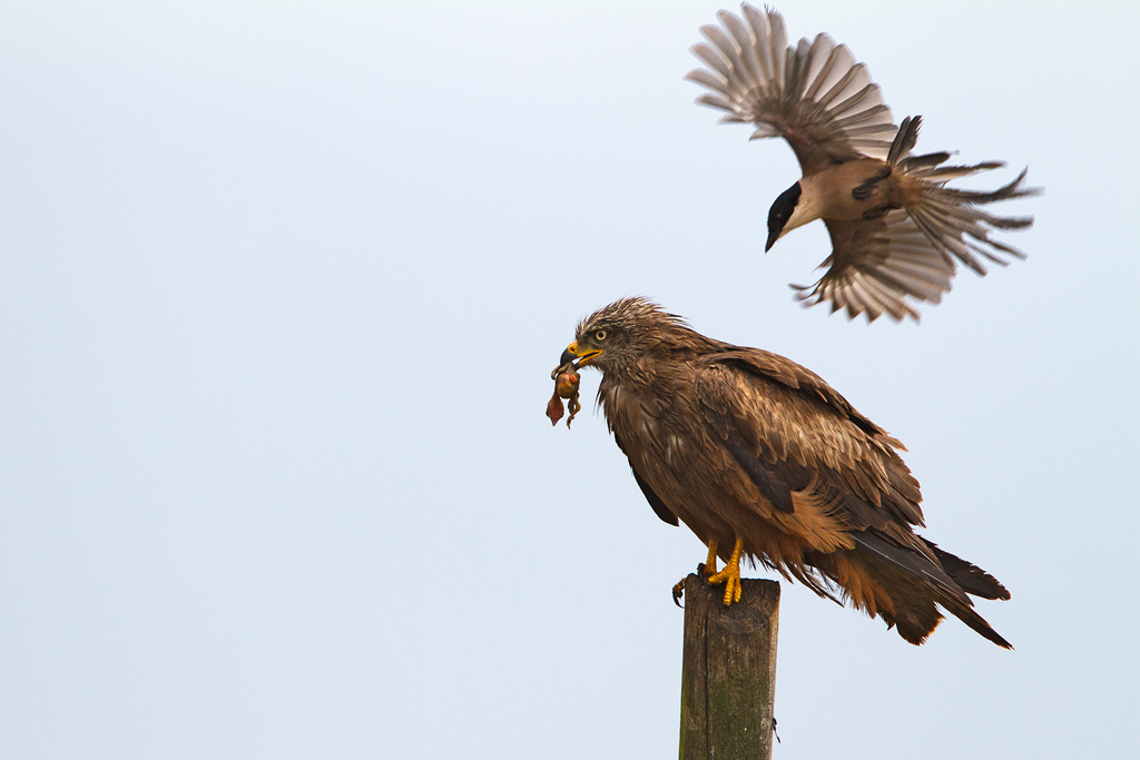 Nibbio con preda aggredito dalla gazza