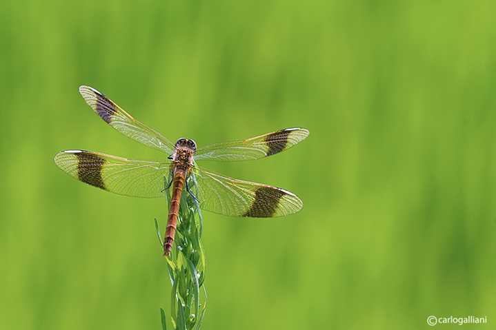 Sympetrum pedemontanum ambientato