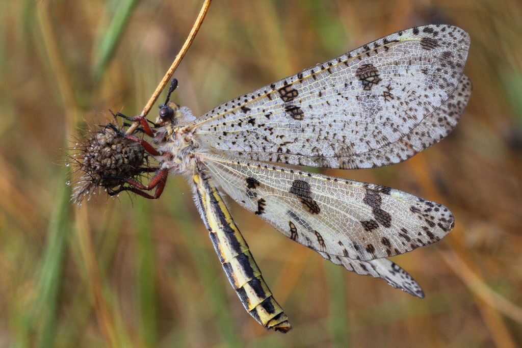 ...Ad Ali Aperte...!!!