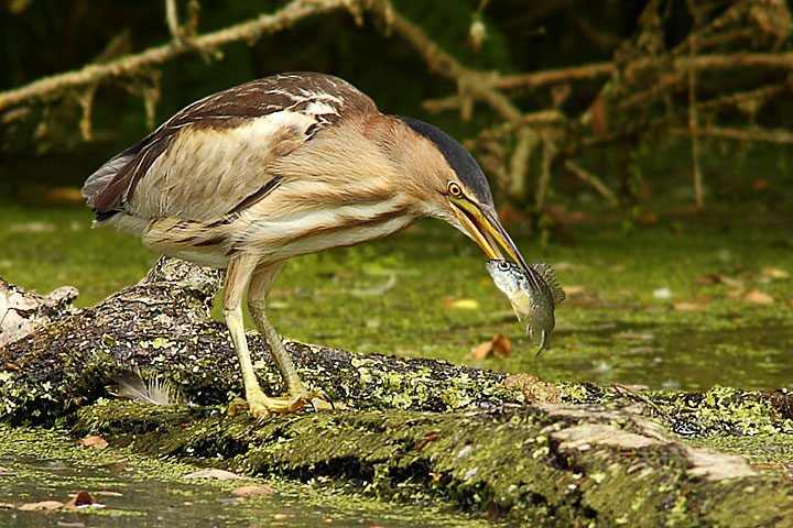 il pranzo del Tarabusino Femmina