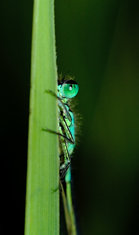 Ritratto di libellula.