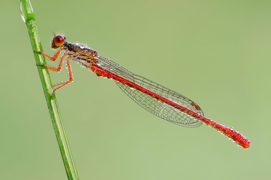 Ceriagrion tenellum