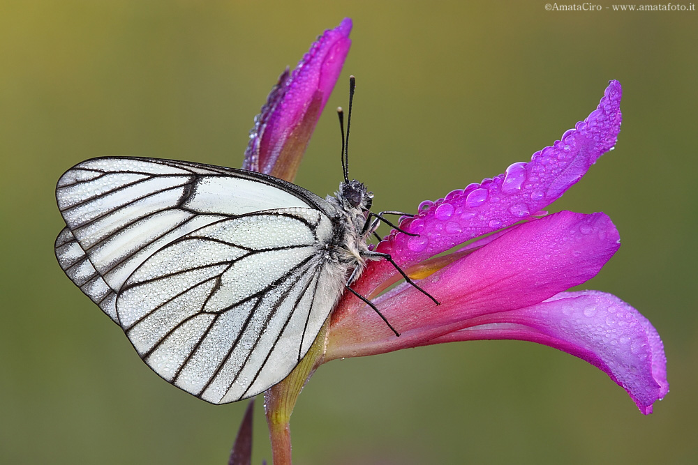Aporia crataegi (Linnaeus, 1758) - Pieridae Pierinae