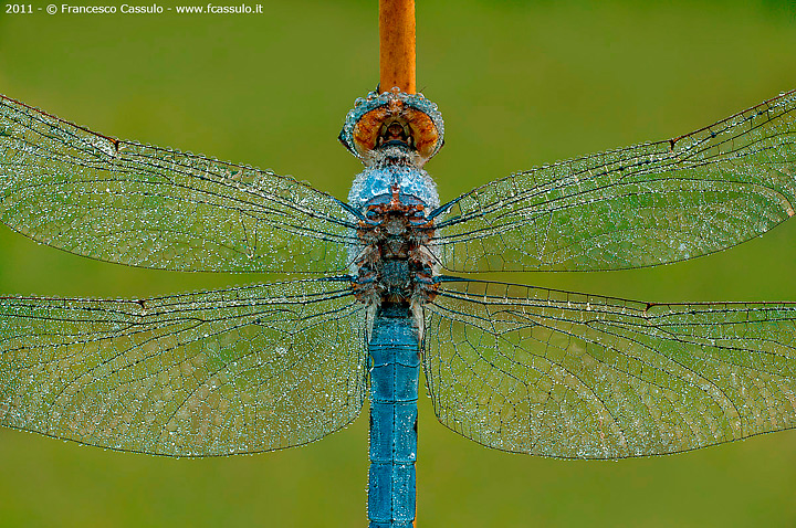 Orthetrum coerulescens (Fabricius, 1798)