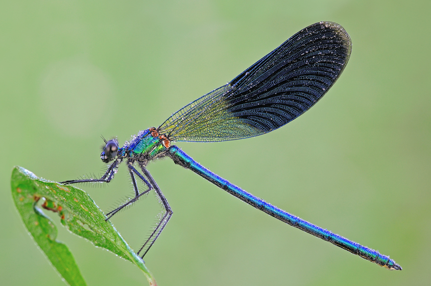 Calopteryx splendens