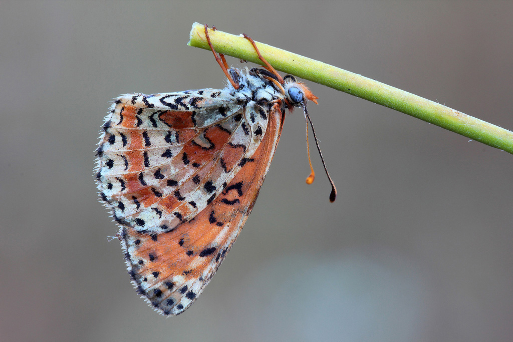 ...Come Mi Pesa A Capa...!!!