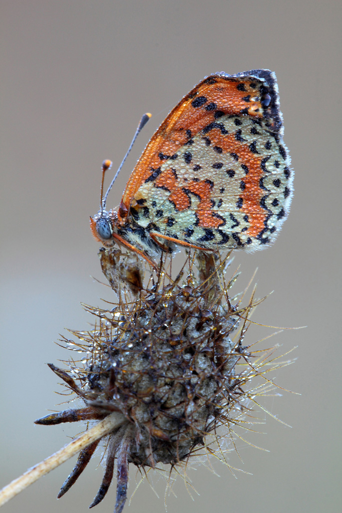 ...Melitaea...!!!