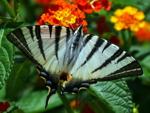 Ma quanto sfondo checc�!!!!