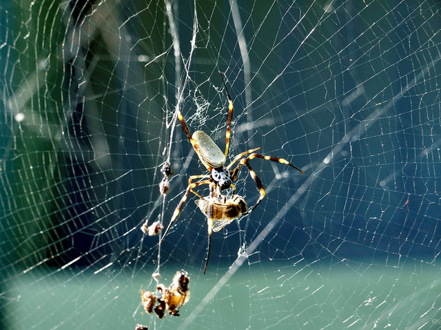 Trapped by an australian spider