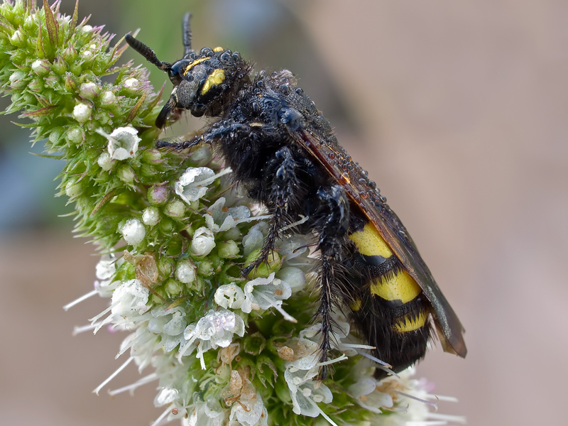 imenottero(Philantuhus triangulum)