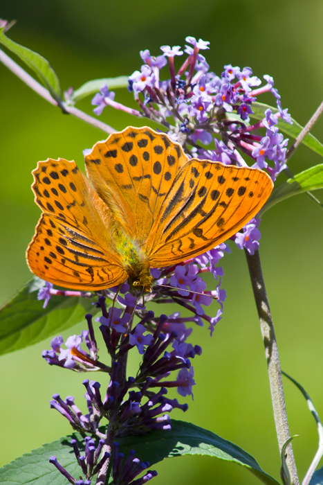 argynnis