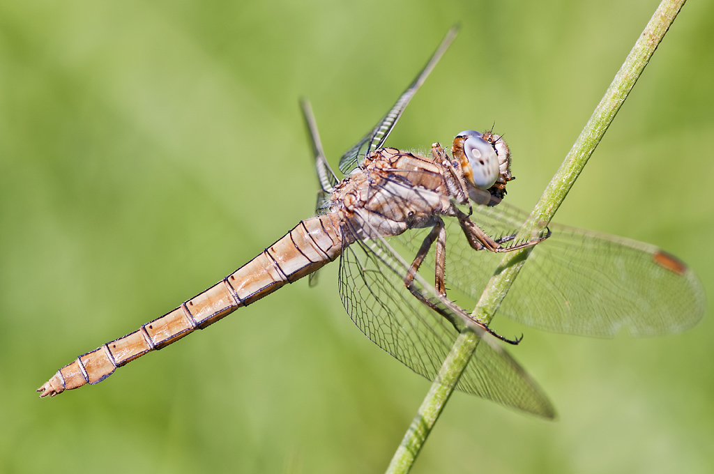Libellula