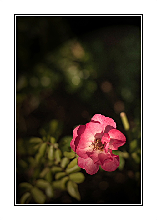 Le parole di un mattino...