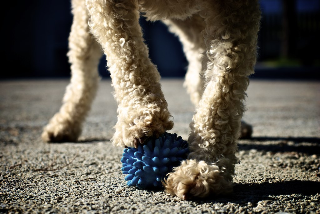 Calciatore quatrupede